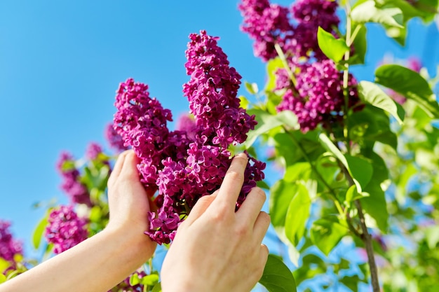 Branches avec des lilas en fleurs sur un buisson, main de femme touchant des fleurs, fond de ciel de printemps bleu