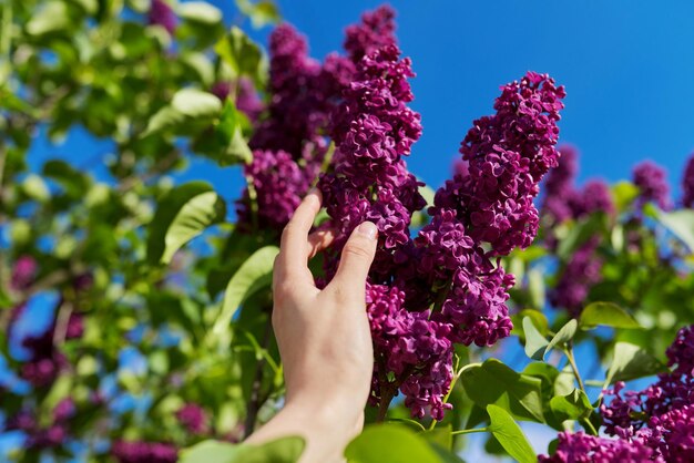 Branches avec des lilas en fleurs sur un buisson, main de femme touchant des fleurs, fond de ciel de printemps bleu