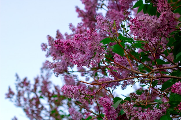 Branches de lilas en fleurs dans le jardin