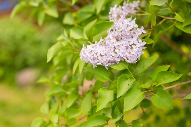 Branches de lilas en fleurs dans le parc Concept de printemps Les lilas fleurissent magnifiquement au printemps pétales de printemps violets et feuilles vertes d'arbuste