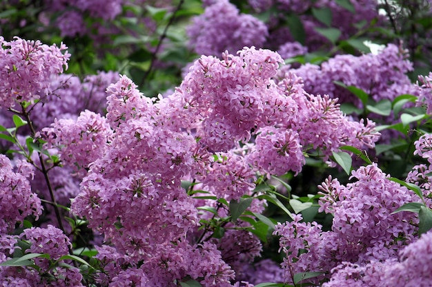 Photo branches de lilas en fleurs magnifiques