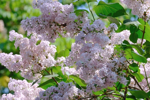 Branches de lilas en fleurs se balancent dans le vent Branche de lilas dans le jardin Mise au point sélective