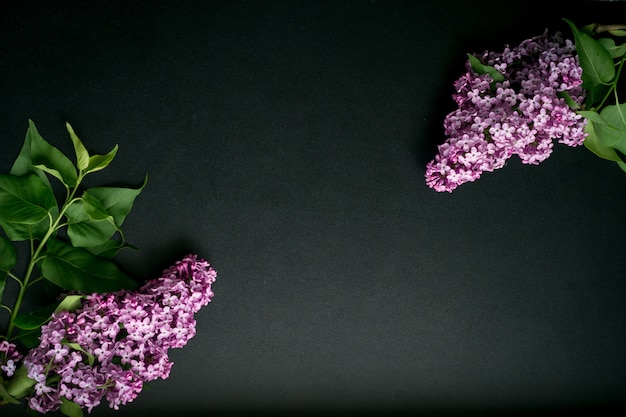 Branches de lilas sur fond noir