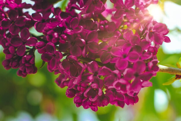 Des branches de lilas violet en fleurs en gros plan avec les rayons du soleil au printemps