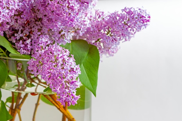 Des branches de lilas violets sont rassemblées dans un bouquet luxuriant dans un vase en verre