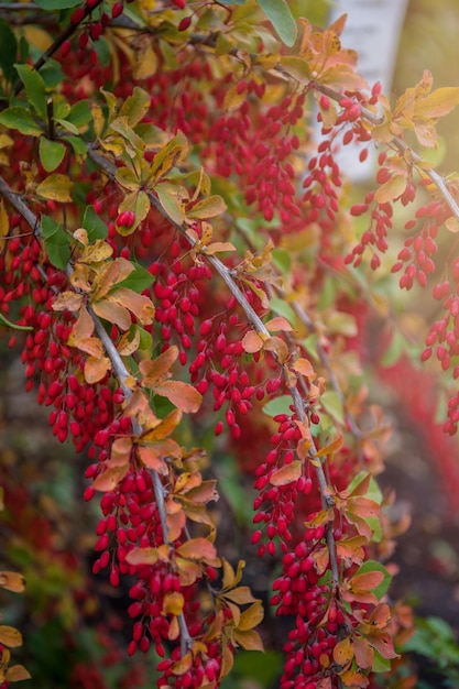 Branches lumineuses colorées d'épine-vinette aux baies rouges en automne