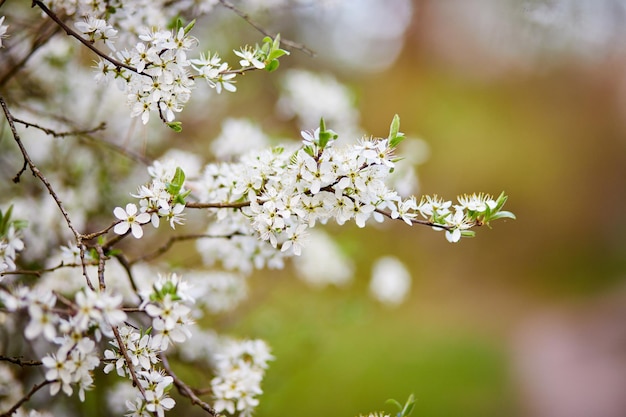 Branches de macro de cerisier en fleurs avec une mise au point douce sur fond de ciel bleu clair doux au soleil Belle image florale de la nature printanière