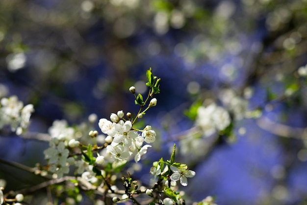 Branches de macro de cerisier en fleurs avec mise au point douce sur fond de ciel bleu clair doux au soleil Belle image florale de la vue panoramique de la nature printanièreSpring day Cherry bloom