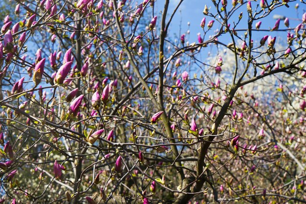 Des branches de magnolia en fleurs