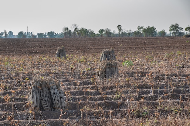 Branches de manioc au sol pour plantation