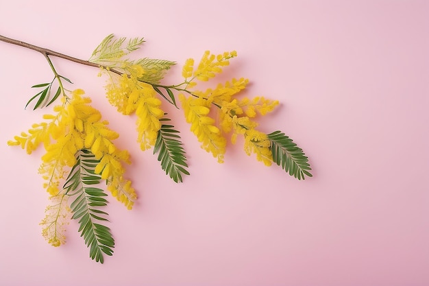 Des branches de mimose sur un fond rose, un fond de printemps rose et jaune avec un espace de copie.