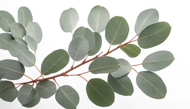 Des branches molles de feuilles d'eucalyptus sur un fond blanc