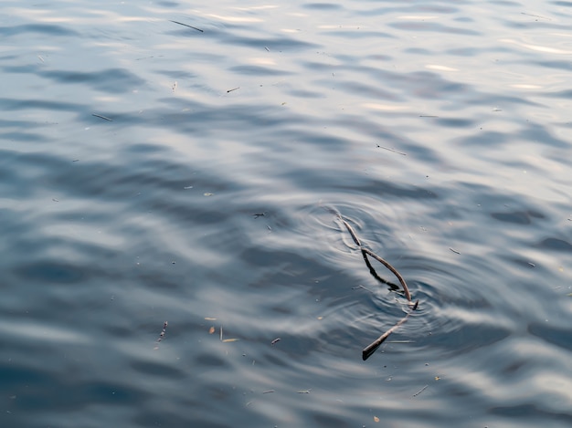 Branches mortes dans l'eau