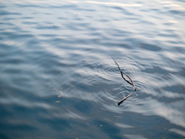 Branches mortes dans l'eau