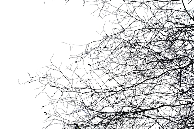 Des branches mortes