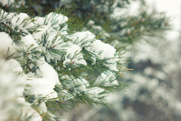 Branches de neige pins