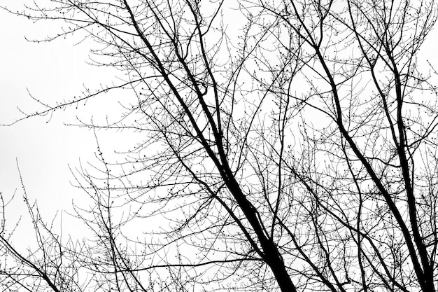 Branches noires des arbres sur le fond de ciel