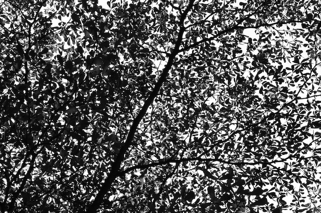 Branches Noires Dégradées Sur Blanc