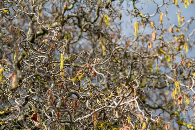 Photo branches de noisette tordues