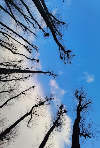 Branches nues d'un arbre contre le ciel bleu se bouchent