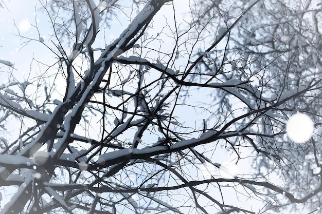 Branches nues des arbres d'hiver