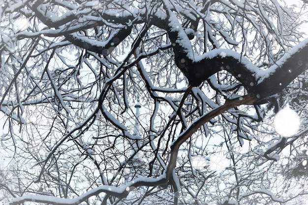 Branches nues des arbres d'hiver