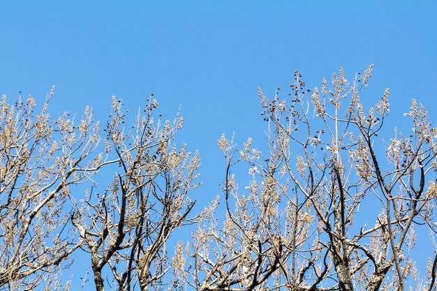 Branches nues contre le ciel bleu