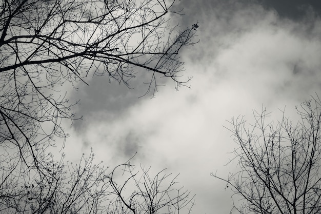 Branches nues contre un ciel sombre