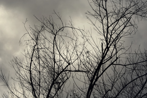Branches nues contre un ciel sombre