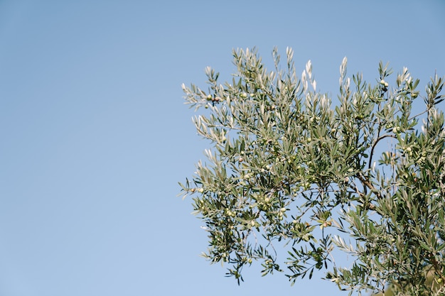 Branches d'olivier contre le ciel bleu