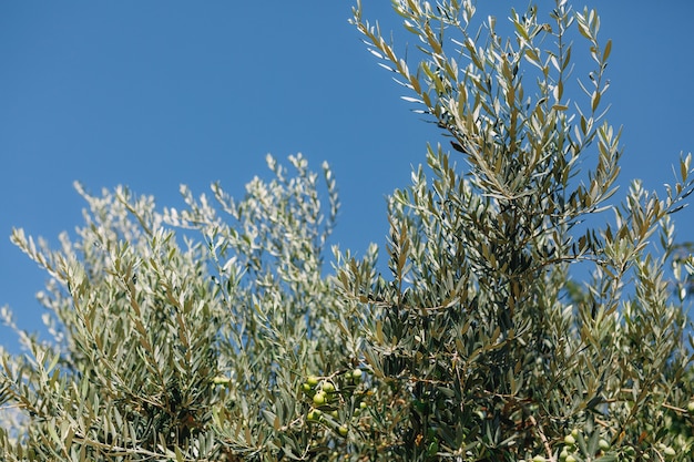 Branches d'olivier contre le ciel bleu