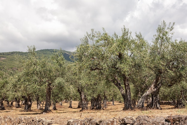 Branches d'olivier avec olives mûres sur plantation