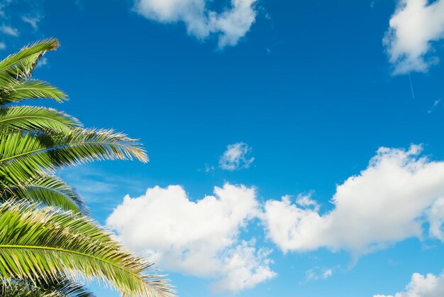 Branches de palmier sous un ciel bleu avec des nuages