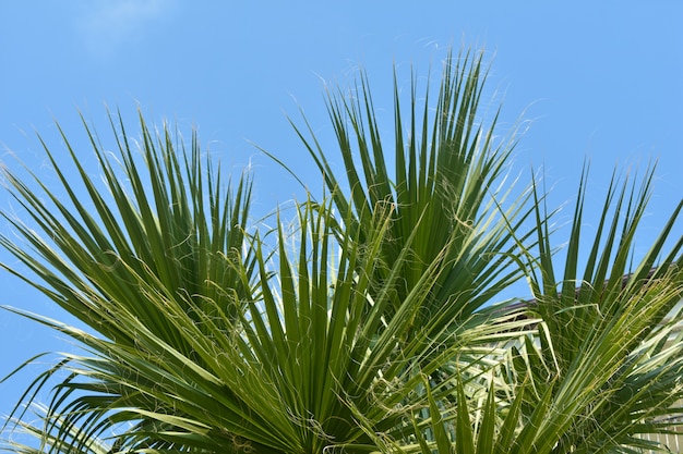 Branches de palmier vert contre le ciel bleu