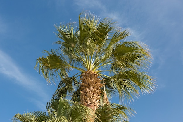 Branches de palmiers dattiers sous ciel bleu en été