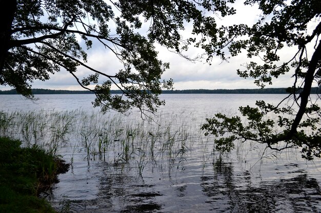 Branches sur le paysage du lac