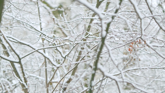 Branches de paysage à feuilles caduques d'automne ou d'hiver avec des feuilles dorées dans la forêt