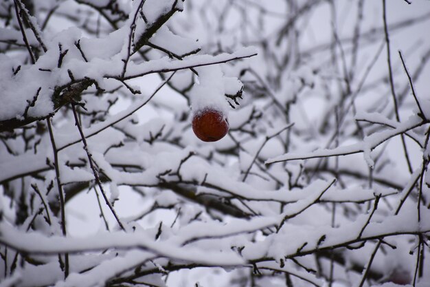 Branches de paysage d'hiver en gros plan de neige blanche. hiver blanc calme nature