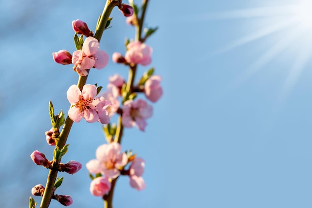 Branches de pêcher avec des fleurs roses sur le fond du ciel