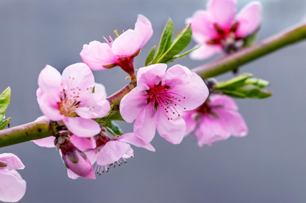 Branches de pêcher avec des fleurs roses sur le fond du ciel