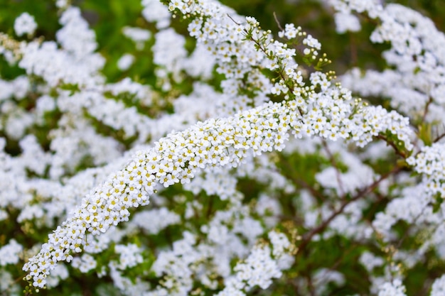 Branches à petites fleurs blanches