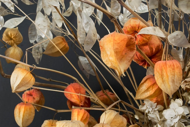 Branches de physalis séchées