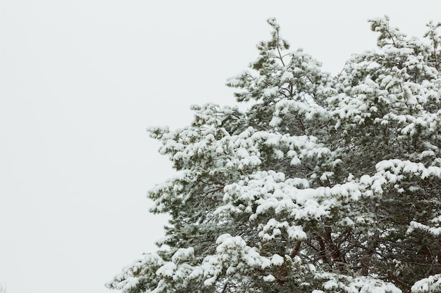 Branches de pin après la neige