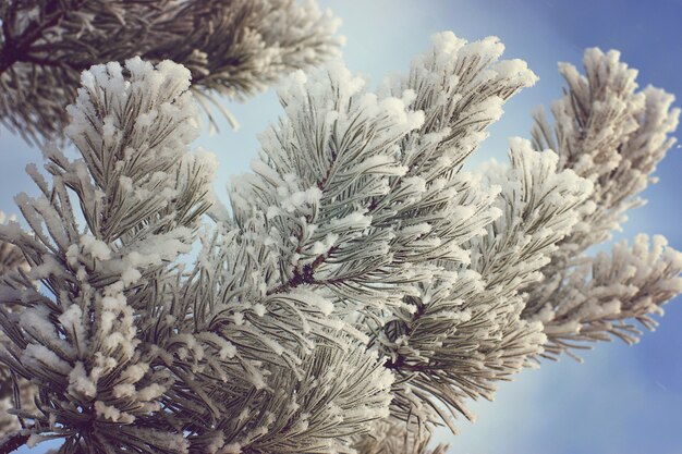 Branches de pin couvertes de givre contre le ciel.