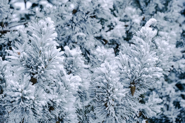 Branches de pin couvertes de neige en arrière-plan