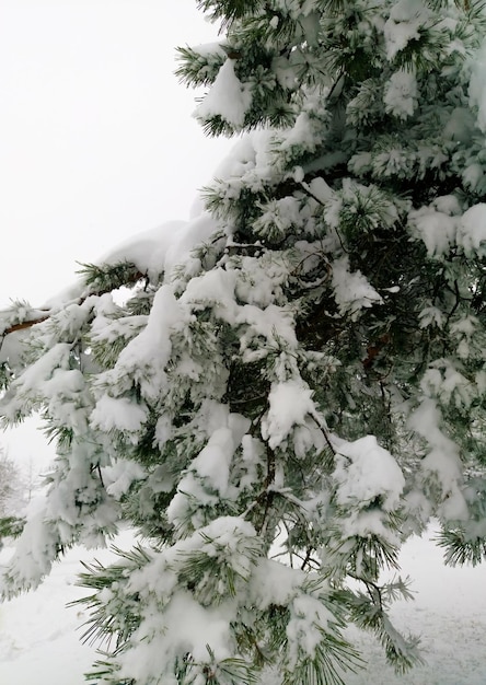 Branches de pin couvertes de neige en hiver.