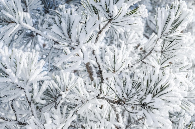 Branches de pin couvertes de neige en journée d'hiver ensoleillée