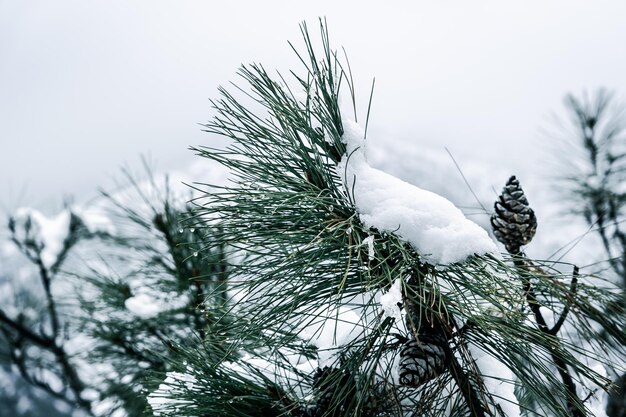 branches de pin couvertes de neige
