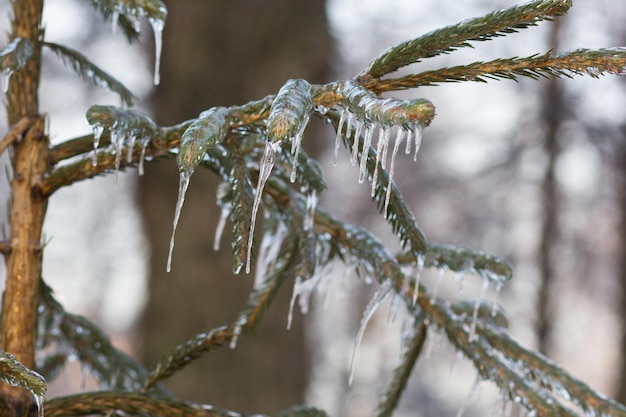 Branches de pin dans la glace en hiver dans la forêt