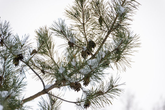 Branches de pin enneigées avec des cônes sur le fond d'un paysage d'hiver. Sapin de Noël.